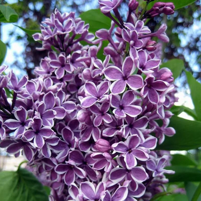 Сирень