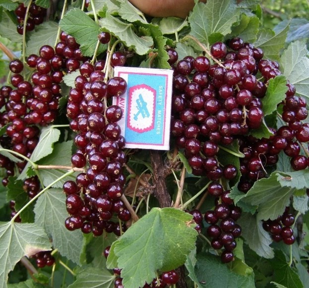 ВИКСНЕ красная смородина