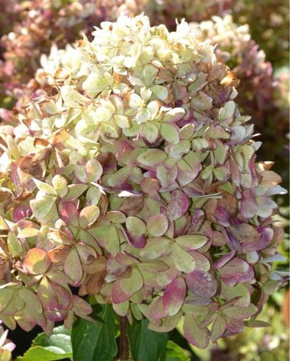 XS ЛАЙТ (Gardenlight XS Light)