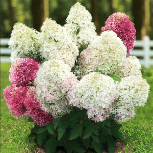 РОЯЛ ФЛАУЭР (Royal Flower) 7,5л 2 года
