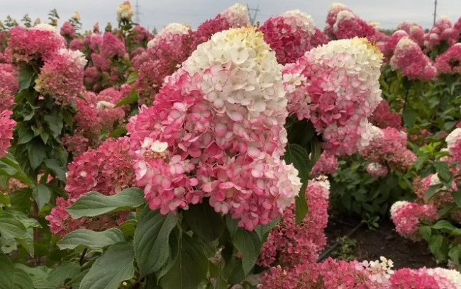РОЯЛ ФЛАУЭР (Royal Flower) 7,5л 2 года РОЯЛ ФЛАУЭР (Royal Flower) 7,5л 2 года