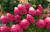 СТРОБЕРРИ БЛОССОМ (Strawberry Blossom) 7,5л 2 года СТРОБЕРРИ БЛОССОМ (Strawberry Blossom) 7,5л 2 года