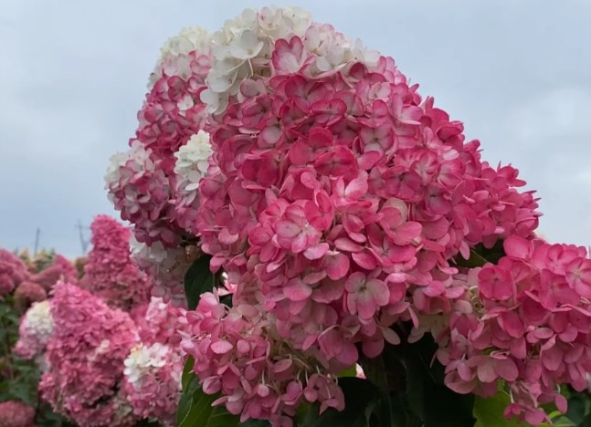 СТРОБЕРРИ БЛОССОМ (Strawberry Blossom) 7,5л 2 года СТРОБЕРРИ БЛОССОМ (Strawberry Blossom) 7,5л 2 года