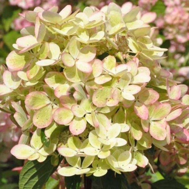 ПАСТЕЛЬ ГРИН (Pastel Green) 7,5л 2 года ПАСТЕЛЬ ГРИН (Pastel Green) 7,5л 2 года