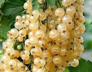 ДЕСЕРТНАЯ белая смородина