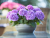 ТАБЛЕТЕНЗИЯ ПАРПЛ (Tabletensia Purple) крупнолистная гортензия, 3л ТАБЛЕТЕНЗИЯ ПАРПЛ (Tabletensia Purple) крупнолистная гортензия, 3л