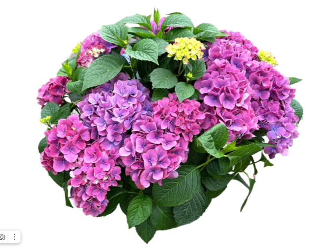 ТАБЛЕТЕНЗИЯ ПАРПЛ (Tabletensia Purple) крупнолистная гортензия, 3л ТАБЛЕТЕНЗИЯ ПАРПЛ (Tabletensia Purple) крупнолистная гортензия, 3л