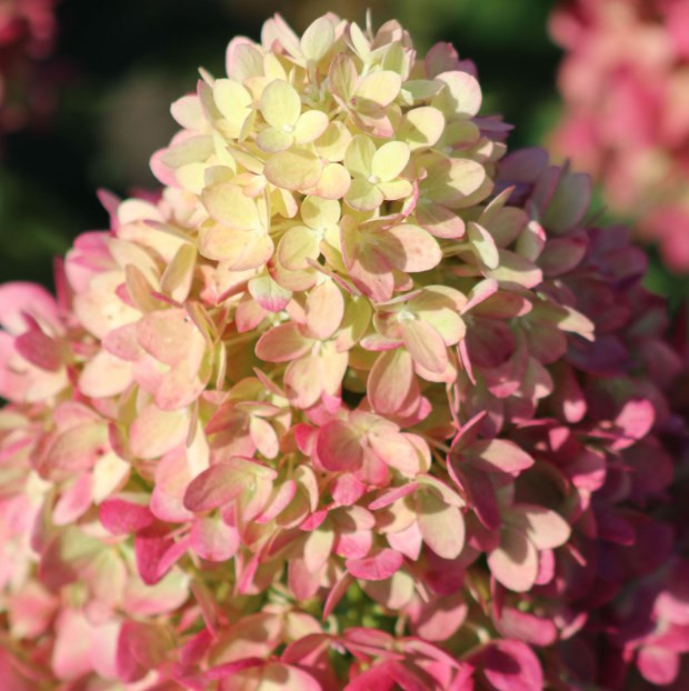 Пинклайт (Gardenlights® Pinklight®)  ОКС, 3/4 ветки (отгрузка март, апрель 2027)