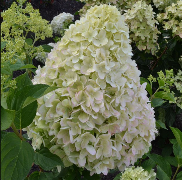 Пинклайт (Gardenlights® Pinklight®)  ОКС, 3/4 ветки (отгрузка март, апрель 2027)