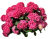 ТАБЛЕТЕНЗИЯ ПИНК (Tabletensia Pink) крупнолистная гортензия , 3л ТАБЛЕТЕНЗИЯ ПИНК (Tabletensia Pink) крупнолистная гортензия , 3л