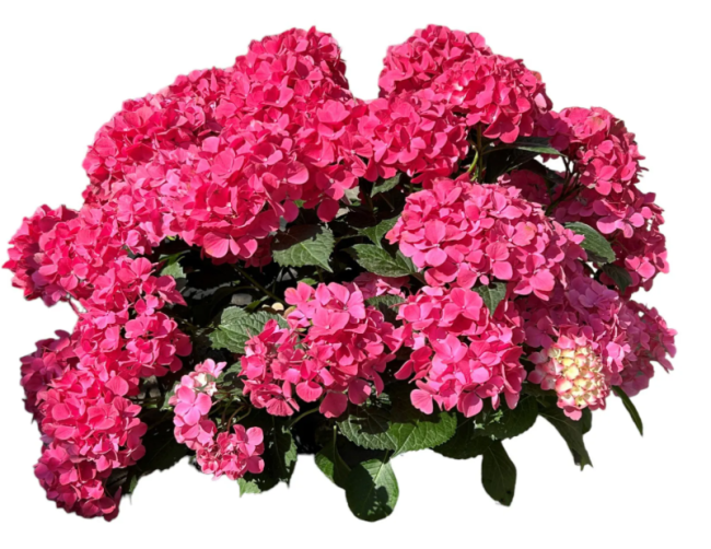 ТАБЛЕТЕНЗИЯ ПИНК (Tabletensia Pink) крупнолистная гортензия , 3л ТАБЛЕТЕНЗИЯ ПИНК (Tabletensia Pink) крупнолистная гортензия , 3л