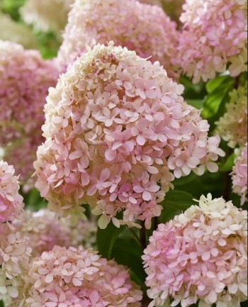 Литл Лав (Little Love) 15л 