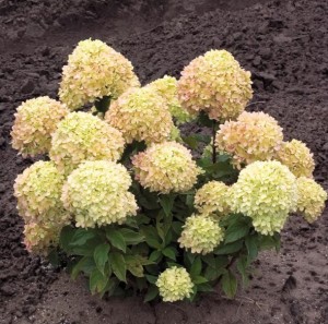 ЛИТЛ ЛАЙМ ( Little lime)