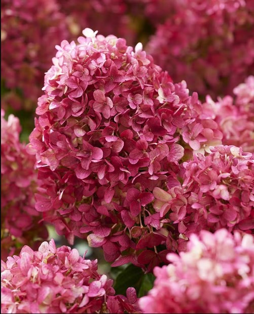 Литл Рози (Little Rosy) 