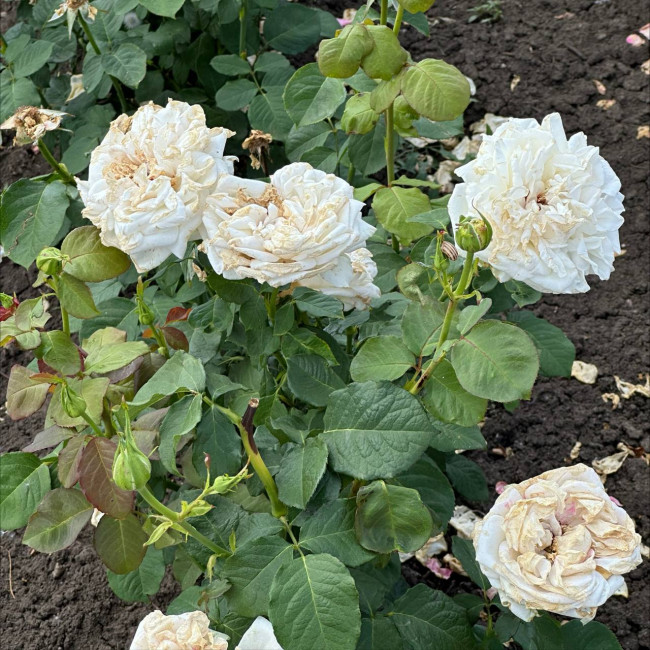 Роза японская «Принцесса Миюки» (Princess Miyuki) 4л (свежая посадка)