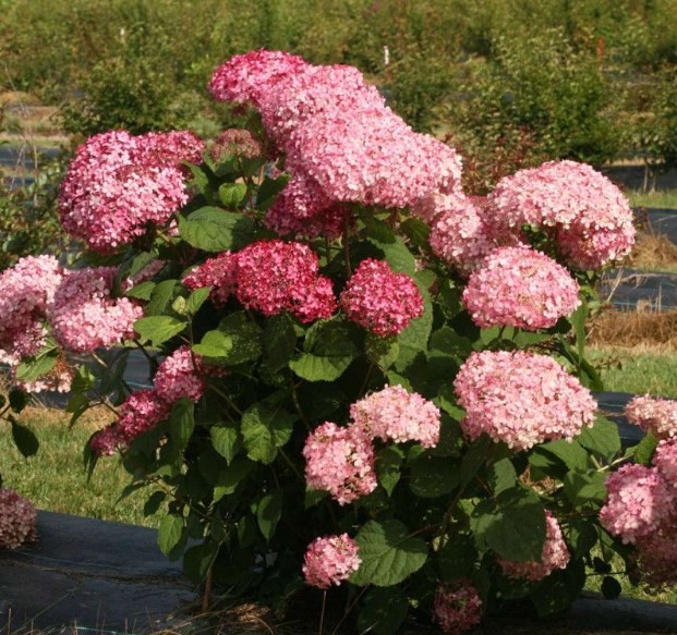 Мэджикал дарк пинк (Magical Dark Pink) 