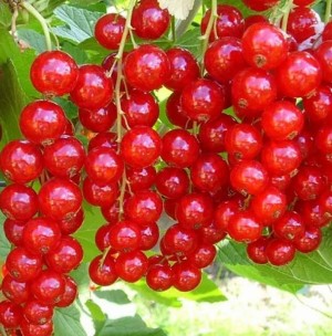 ЩЕДРАЯ красная смородина