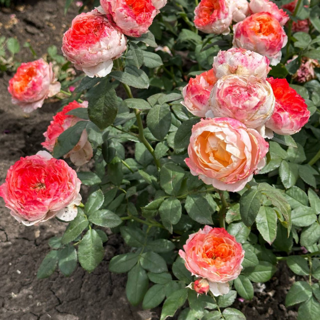 Роза японская «Принцесса Сакура» (Princess Sakura) 4л (свежая посадка) Роза японская «Принцесса Сакура» (Princess Sakura) 4л (свежая посадка)