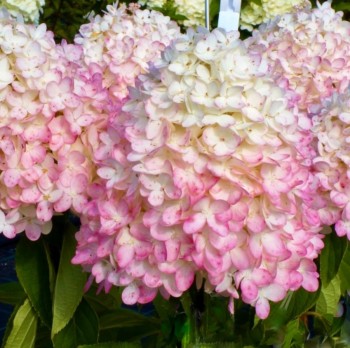 Мэджикал свит саммер (Magical Sweet Summer) 2л Мэджикал свит саммер (Magical Sweet Summer) 2л