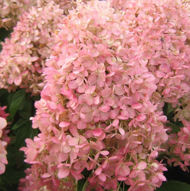 Пинклайт (Gardenlights Pinklight) укорененный черенок, Р9