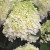 Гарденлайт Вайтлайт (Gardenlight Whiteligh) 7,5л