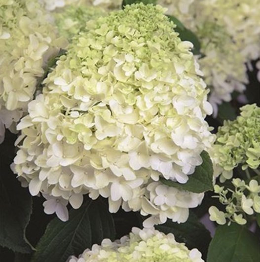 Гарденлайт Вайтлайт (Gardenlight Whiteligh) 7,5л