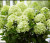 Гарденлайт Вайтлайт (Gardenlight Whiteligh) 7,5л