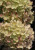 Пинклайт (Gardenlights Pinklight) 7,5л 2 года Пинклайт (Gardenlights Pinklight) 7,5л 2 года