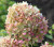 Пинклайт (Gardenlights Pinklight) 7,5л 2 года Пинклайт (Gardenlights Pinklight) 7,5л 2 года