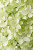 МЭДЖИКАЛ ЛАЙМ СПАРКЛ (Magical Lime Sparkle) 7,5л 2 года МЭДЖИКАЛ ЛАЙМ СПАРКЛ (Magical Lime Sparkle) 7,5л 2 года