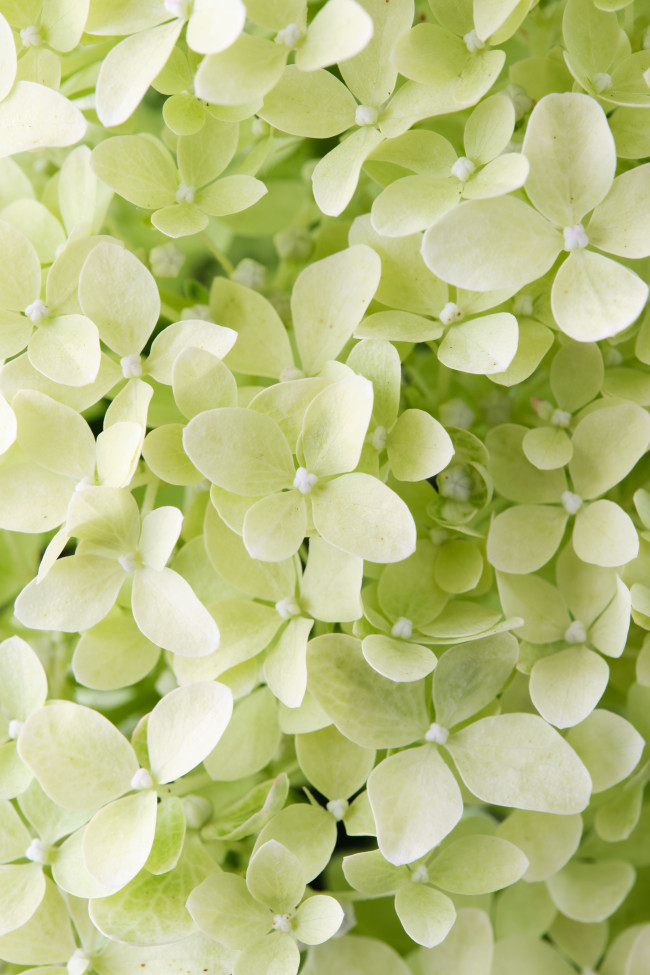 МЭДЖИКАЛ ЛАЙМ СПАРКЛ (Magical Lime Sparkle) 7,5л 2 года МЭДЖИКАЛ ЛАЙМ СПАРКЛ (Magical Lime Sparkle) 7,5л 2 года