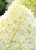 КОТТОН КРЕМ (Cotton Cream) 15л КОТТОН КРЕМ (Cotton Cream) 15л