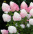 ПИНК ЭНД РОУЗ (Pink and Rose) 2л ПИНК ЭНД РОУЗ (Pink and Rose) 2л