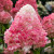 ПИНК ЭНД РОУЗ (Pink and Rose) 2л ПИНК ЭНД РОУЗ (Pink and Rose) 2л