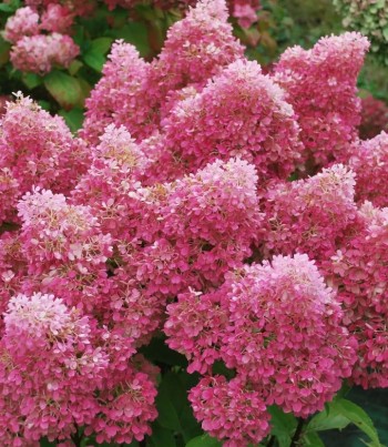 Петит флори ( Petite Flori) 15л 