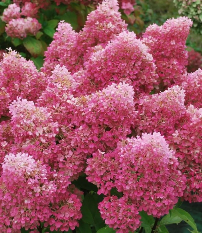 Петит флори ( Petite Flori)