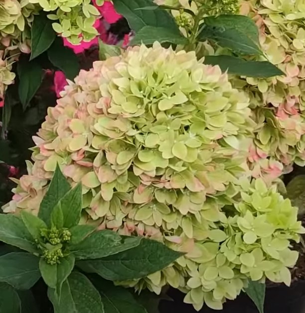 Би грин (BG=BEE GREEN) 