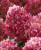 Литл Рози (Little Rosy) 2л Литл Рози (Little Rosy) 2л