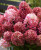 Литл Рози (Little Rosy) 2л Литл Рози (Little Rosy) 2л