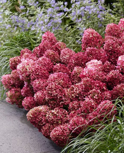 Литл Рози (Little Rosy) 2л Литл Рози (Little Rosy) 2л