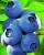 БЛЮКРОП (Bluecrop) 