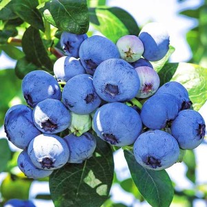 БЛЮКРОП (Bluecrop) 