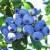 БЛЮКРОП (Bluecrop) 