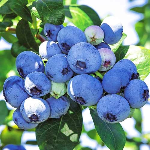 БЛЮКРОП (Bluecrop) 