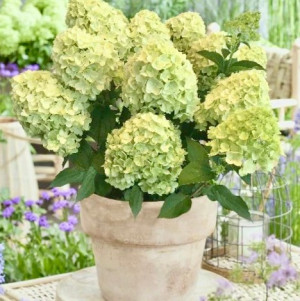 Гарденлайт Лемонлайт  (Gardenlight Lemonlight) 7,5л 2 года