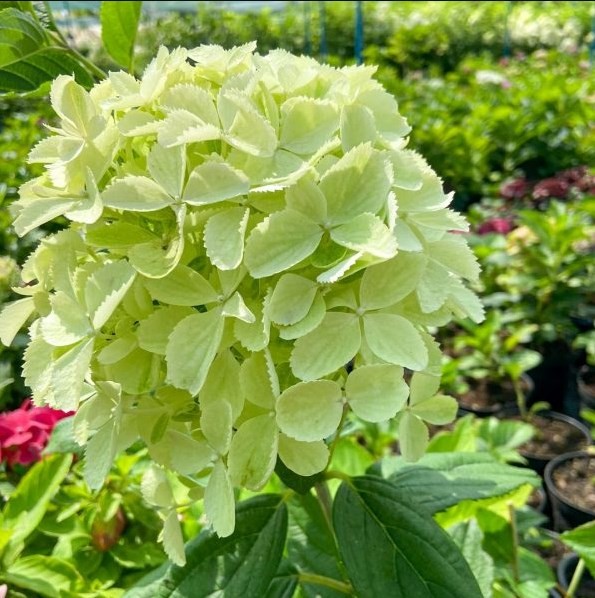Гарденлайт Вайтлайт (Gardenlight Whiteligh)