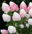 ПИНК ЭНД РОУЗ (Pink and Rose) 