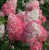 ПИНК ЭНД РОУЗ (Pink and Rose) 