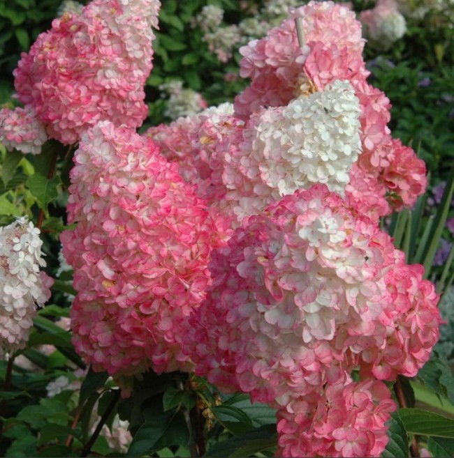 ПИНК ЭНД РОУЗ (Pink and Rose) 