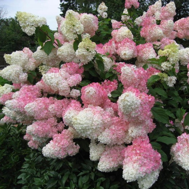 Ванилла Фрайз  (Vanille Fraise)